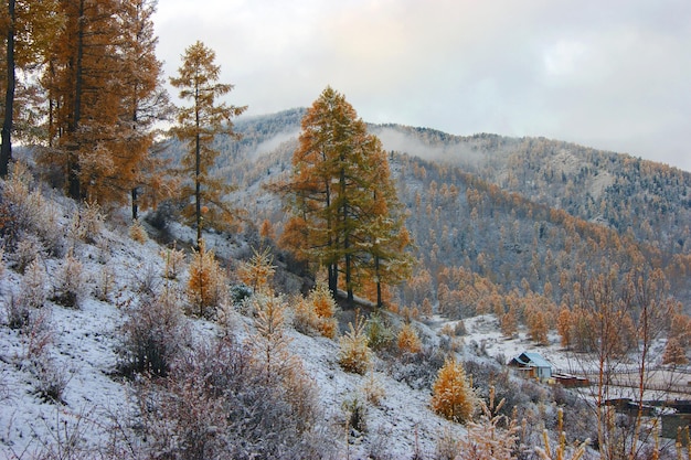 Paesaggio variopinto legno frondoso e neve entro l'autunno