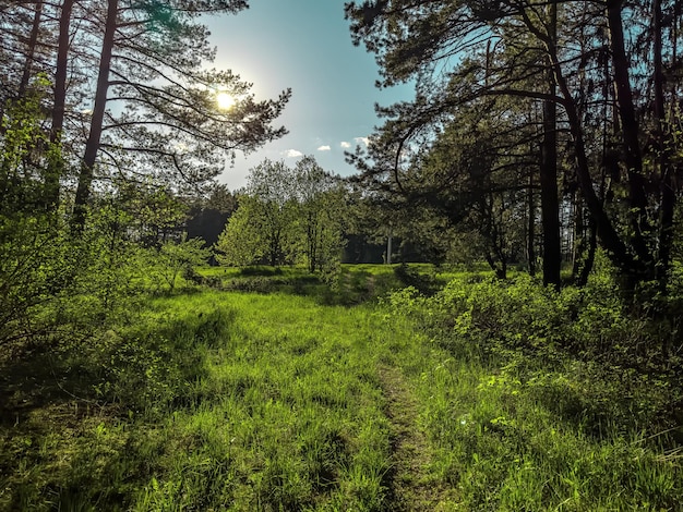 Paesaggio verde a giornata di sole Erba alberi cielo