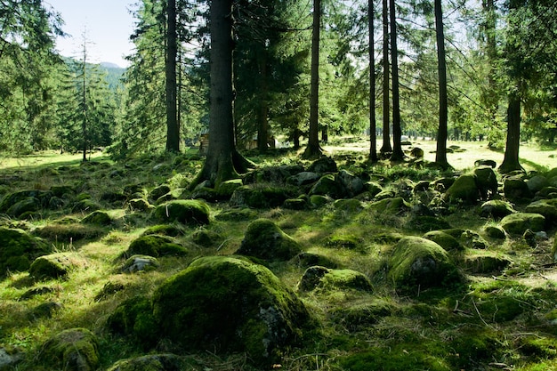 Paesaggio verde con alberi