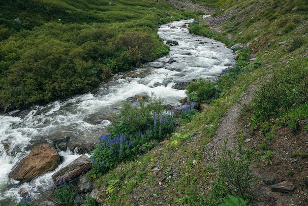 Paesaggio verde con fiori viola di larkspur e flora selvatica vicino al chiaro fiume di montagna. Splendido scenario con acqua trasparente del torrente di montagna. Vista panoramica sul piccolo fiume con vegetazione selvaggia.