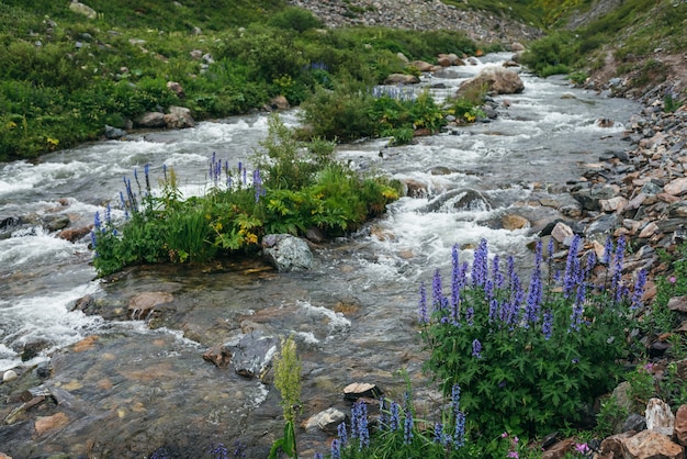 Paesaggio verde con fiori viola di larkspur e flora selvatica vicino al chiaro fiume di montagna. Splendido scenario con acqua trasparente del torrente di montagna. Vista panoramica sul piccolo fiume con vegetazione selvaggia.