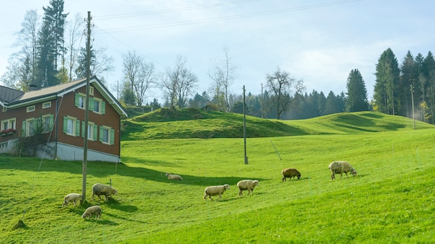 Paesaggio verde del villaggio della campagna all&#39;autunno in Svizzera