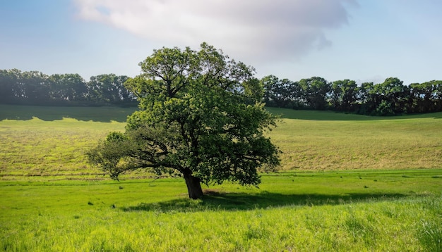 paesaggio verde natura bellissima cielo all'aperto campagna erba albero foresta sfondo