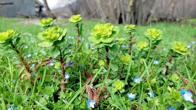 Paesaggio verde nella stagione primaverile giorno di sole