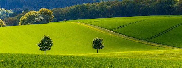 Paesaggio verde panoramico al giorno pieno di sole