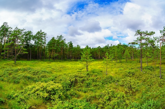 Paesaggio verde panoramico con filari di alberi e piante verdi imbottite.