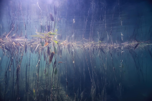 paesaggio verde subacqueo / natura ecologia subacquea lago, immersioni selvagge