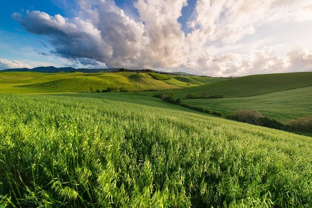 Paesaggio verde unico e gamma di colline coltivate in Toscana, Italia