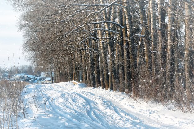 Paesaggio vicolo albero inverno