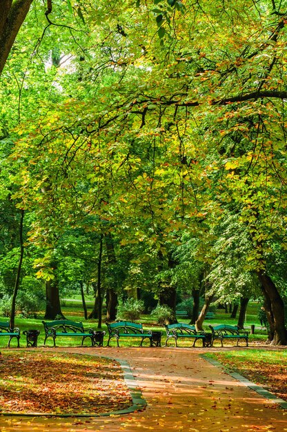 paesaggio, vicolo, parco, strade con panchine, lanterne e alberi, l'autunno sta arrivando, l'estate sta finendo