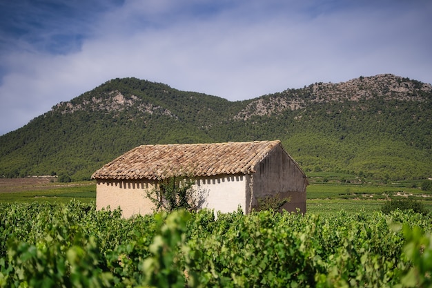 Paesaggio vigneto.