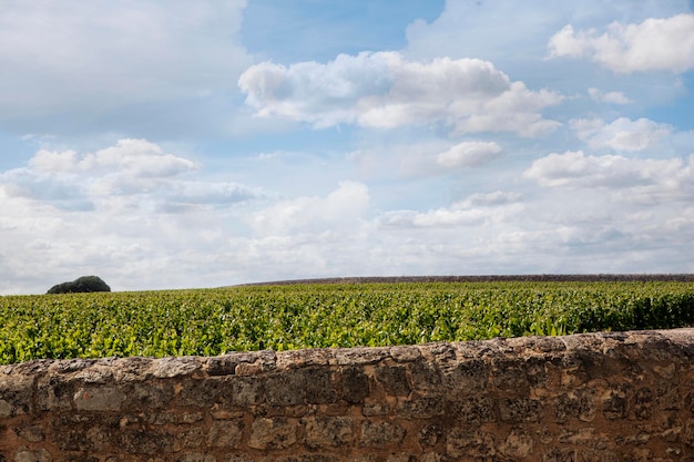 Paesaggio vinicolo estivo in Francia