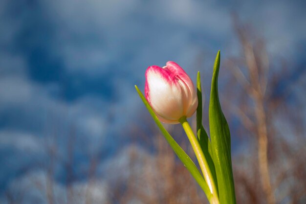 Paesaggio Vista naturale dei fiori di tulipano sbocciano in giardino con erba verde 8 marzo