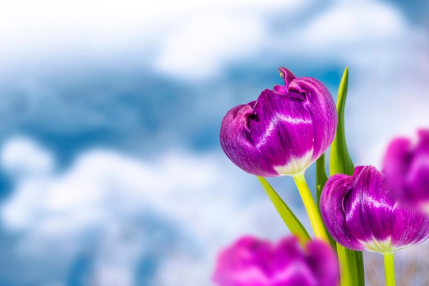 Paesaggio Vista naturale dei fiori di tulipano sbocciano in giardino con erba verde 8 marzo