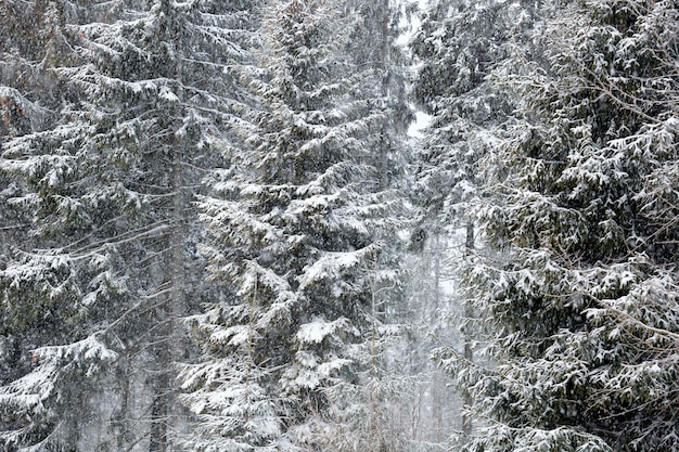 Paese delle meraviglie invernale con abeti Concetto di auguri di Natale con nevicate