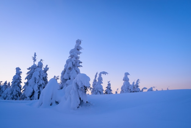 Paese delle meraviglie invernale con abeti innevati e grandi cumuli di neve. Paesaggio oscuro in blu