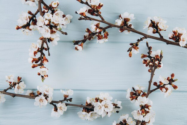 Pagina con la ciliegia dei fiori della molla che sboccia sul fondo di legno blu