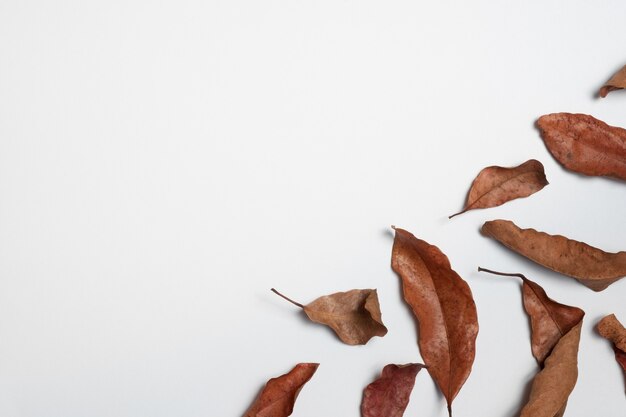 Pagina fatta con le foglie di autunno isolate su bianco