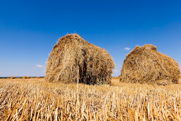 Paglia dei mucchi di fieno che giace nel campo agricolo dopo il raccolto.