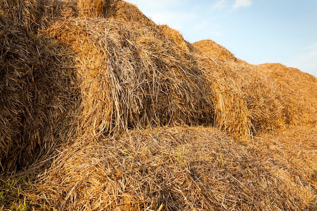 Paglia dei mucchi di fieno che giace nel campo agricolo dopo la raccolta dei cereali