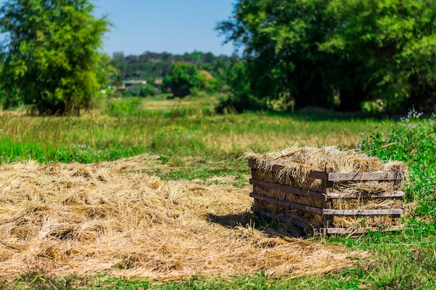 Paglia in un campo di riso