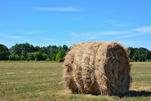 pagliaio arrotolato isolato sul campo pulito in una giornata di sole