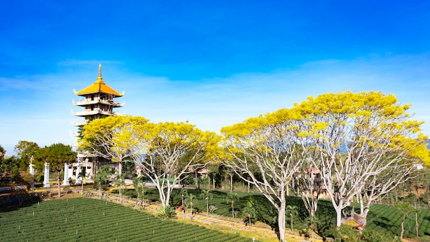 Pagoda asiatica e fiore giallo della fenice