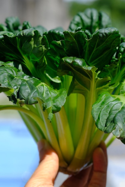 Pagoda Savi. Tatsoi è una varietà asiatica di Brassica rapa coltivata per ortaggi. Cavolo cinese. Narirosa.