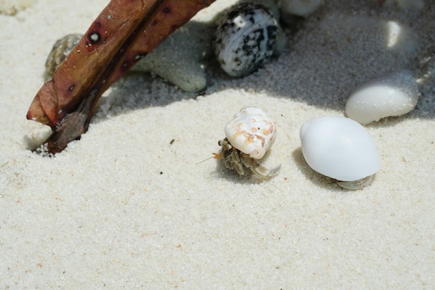 Paguro in guscio in spiaggia di sabbia bianca in Thailandia