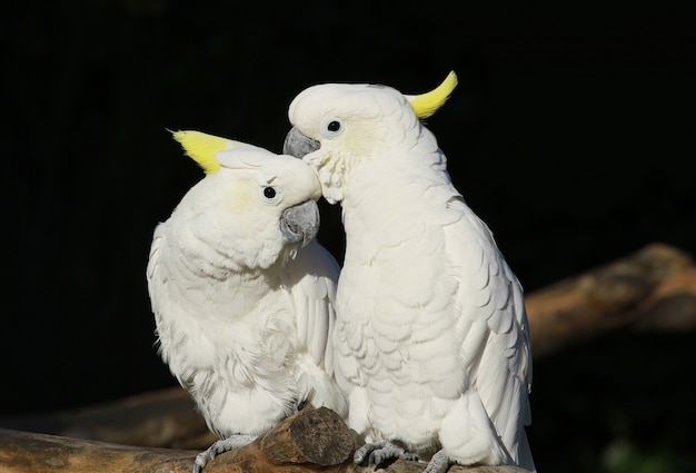 paio di pappagalli bianchi nel giardino zoologico