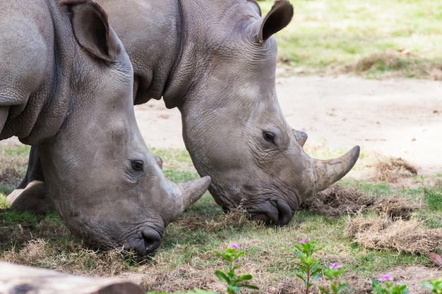paio di rinoceronte al pascolo sul campo in erba