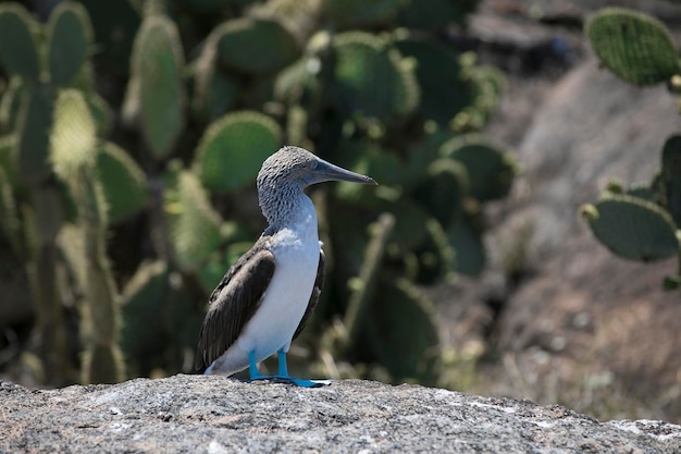 pajaro piquero pata azul