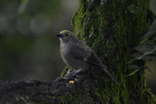 pajaros e aves