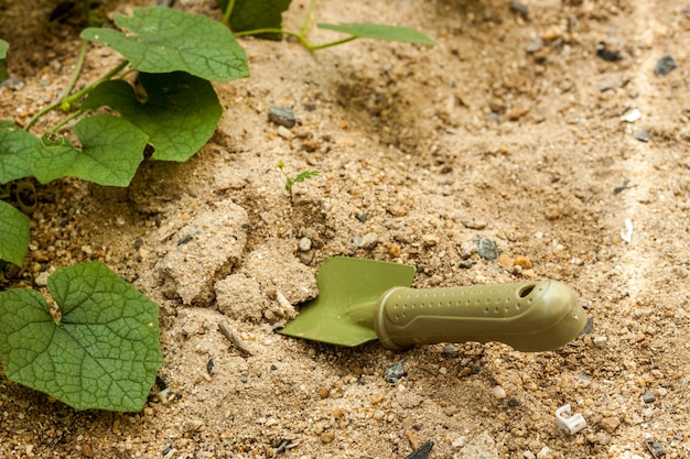 pala di colore verde sul terreno di sabbia vicino a foglia verde