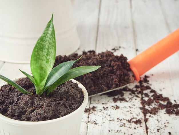 Pala e terreno del giardino su una tavola di legno bianca