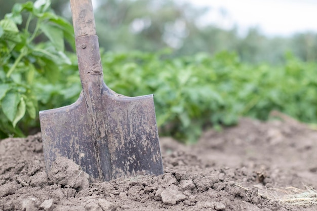 Pala sullo sfondo di cespugli di patate Raccolta agricoltura Scavare un giovane tubero di patata dal terreno raccolta di patate in una fattoria Raccolta di patate con una pala in giardino