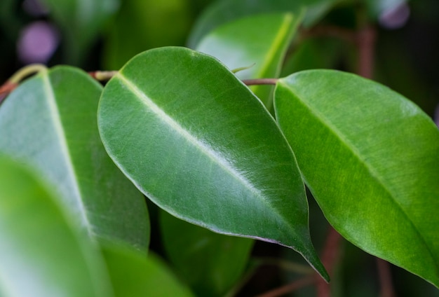 Palaquium rostratum Foglie verdi appuntite Belle foglie su un ramo Foglie di sfondo di piante Foto di alta qualità