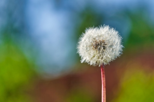 Palla bianca del fiore del dente di leone nei raggi di luce solare su fondo variopinto