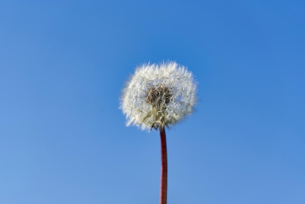 Palla bianca del fiore del dente di leone nei raggi di luce solare su un fondo di cielo blu