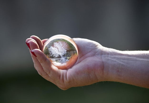 palla di cristallo con mondo o albero in natura