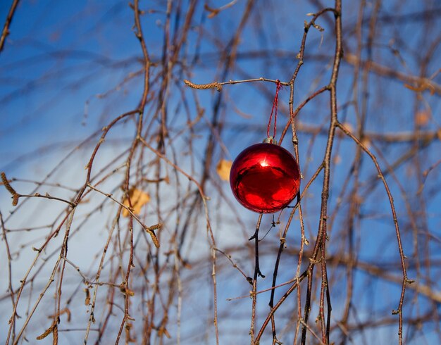 Palla di Natale rossa appesa a rami di betulla, concetto di Capodanno, Natale nella foresta