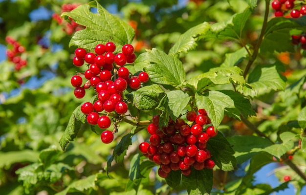 Palla di neve, guelder-rose, viburno