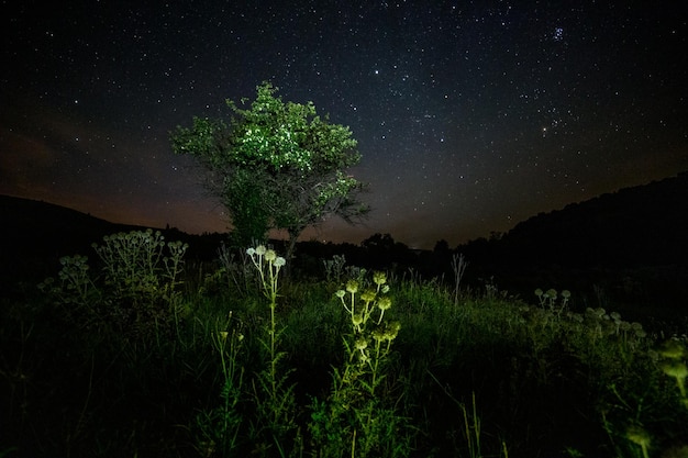 Palle di cardo e piccolo albero su sfondo stellato notte d'estate