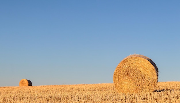 Palle di Sraw sul campo di grano raccolto.