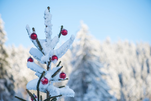 palle rosse di natale sul pino coperto di neve fresca