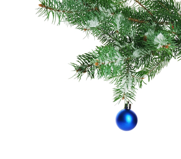 Pallina di Natale blu su un ramo di abete isolato