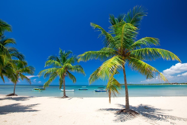 Palm e spiaggia tropicale