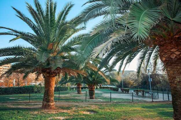 palm park al tramonto