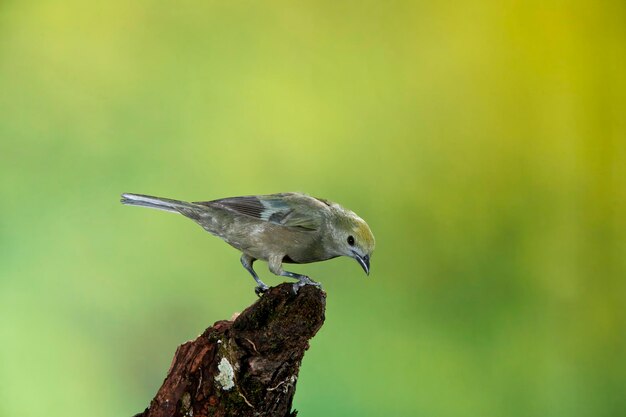 Palm tanager (Thraupis palmarum), Parco Nazionale di Soberania, Panama, America Centrale