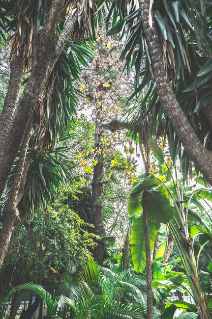 Palm Tree Park